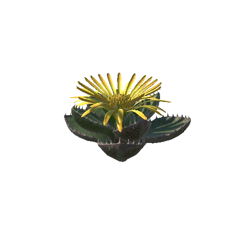 Flower_Faucaria tigrina1 3